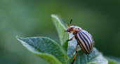 Масляные обработки - эффективное и безопасное средство от колорадского жука