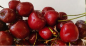 В Роспотребнадзоре предупредили о черешне с химикатами и возбудителями ротавируса