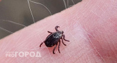 Вологодчина: клещи не дремлют - с начала сезона уже почти 8 тысяч укусов