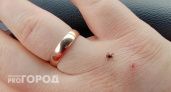Клещи гибнут молниеносно: копеечное средство защищает лучше всех магазинных аэрозолей