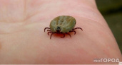 Клещи гибнут молниеносно: копеечное средство защищает лучше всех магазинных аэрозолей