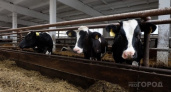 В Вологодской области стало на одно племенное хозяйство по разведение рогатого скота больше