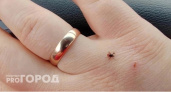Клещи гибнут молниеносно: копеечное средство защищает лучше всех магазинных аэрозолей