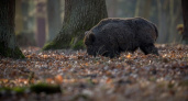 Нашествие кабанов в Вологодской области: жители бьют тревогу