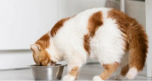 "Не травите этим кошек": в Роскачестве озвучили худшие марки корма для пушистых питомцев