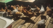 В Вологодский приют подкинули петухов и куриц