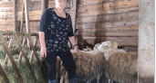 На Вологодчине представили грант «Агростартап» на развитие овцеводства