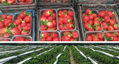 В Череповецком районе появится клубничная ферма