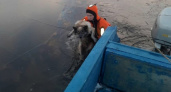 Череповецкие спасатели спасли собаку, провалившуюся под лед