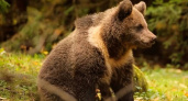 Популяция бурых медведей в Вологодской области превысила 8600 особей