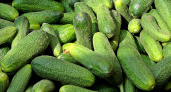 Не устанет плодоносить до самых холодов: найден огурец, дающий стабильный урожай — вкуснейший гибрид