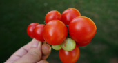 Не томат, а хит сезона: на кисти 12 плодов, соберете 9 кг урожая с 1 кв. м. — лежкость этих помидоров рекордная