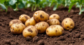 2 ч. ложки в лунку – и картофель завалит урожаем: соберете по три камаза с сотки