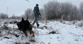 Полицейский пес вывел спасателей к пропавшей в вологодской глуши бабушке 