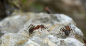 Раскидываем крышки от бутылок – и муравьи мрут колониями: даже царица отправится к праотцам – не метод, а просто находка