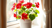 Герани весной – первым делом: воткнули по таблетке в горшок — чахлые и молодые черенки цветут наперегонки все лето