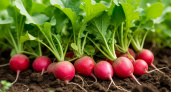 5 ложек на ведро — и редис попрет как на дрожжах: вырастет крупным и сладким — эффективная подкормка