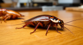 Готовим адское угощение — тараканы моментально вымрут и покинут дом: безопасность от рыжих прусаков обеспечена