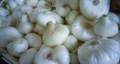 В начале мая чесноку — обязательно: 40 гр. в воду — и головки размером с арбуз