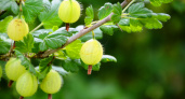 Крыжовник дуреет с этой прикормки: лучшие советы для выращивания ягод слаще меда