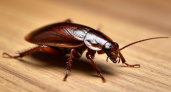 Раз и навсегда: как уничтожить всех тараканов в доме с помощью хлеба — ни один «стасик» не выживет