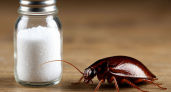 Без отравы и ловушек — тараканы отправятся в мир иной — избавитесь от насекомых за одну ночь