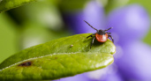 Клещи гибнут молниеносно: бюджетное средство защищает лучше всех магазинных аэрозолей