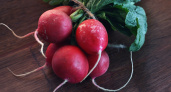 5 ложек на ведро — и редис попрет как на дрожжах: вырастет крупным и сладким
