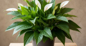 10 ложек на 1 литр — и спатифиллум не узнать: "белые паруса" лезут без остановки, листья выросли размером с блюдце