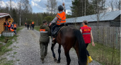 В Вологодской области детей реабилитируют с помощью лошадей