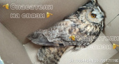 Травмированную сову из Вологды отправят на реабилитацию в Москву