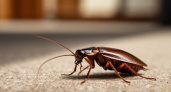 Химикаты в прошлом: найдено средство, которое спасет от тараканов — больше ни один не выживет