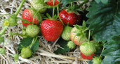 Для наливания плодов клубнике – в июне обязательно: 50 г в ведро – и ягод собираем по 6 кг с каждого куста