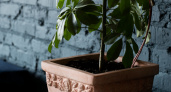 Для объемности фикусу Бенджамина — первым делом: 2 горсти в кастрюлю — и листопада не будет, и листья зеленее