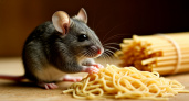 Пачка вермишели - и крысы с мышами навеки исчезнут с дачи. Проверено годами - старинный рецепт, который ещё бабушка знала