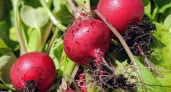 5 ложек на ведро — и редис попрет как на дрожжах: вырастет крупным и сладким — мощный эликсир