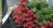 5 ложек на ведро в июле — и редис попрет как на дрожжах: вырастет крупным и сладким — мощная подкормка