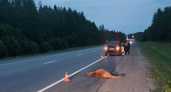 В Вологодской области автомобиль насмерть сбил лося