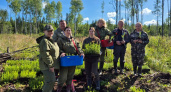 В Вологодской области высадили миллионы деревьев в рамках всероссийской лесовосстановительной кампании