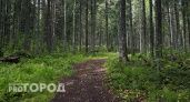 В Вологодской области пенсионерка погибла, заблудившись в лесу