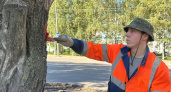 В Вологде продолжается кампания по выявлению аварийных деревьев