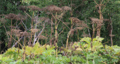 В Вологодской области халатность обернулась провалом в борьбе с борщевиком