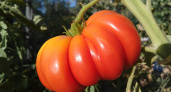 Мечта каждого садовода: 4 сорта томатов, вокруг которых не надо плясать с бубном – с кв.м. собрали 5,5 кг