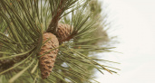 У нас мусор - у них ценный ресурс: зачем Китай вывозит из России сосновые иголки