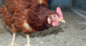 Куры больше не в моде: теперь в деревнях разводят только эту птицу — живут тише и несутся лучше
