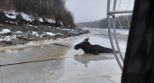 Спасатели помогли лосю выбраться из ледяной полыньи в Вологодской области 