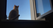 Ваш кот скучает? Вот зачем ему необходим «кошачий телевизор» за окном