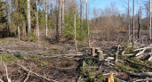 В Вологодской области бизнесмен ответит за крупную незаконную вырубку леса