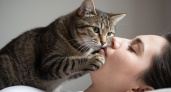 Почему кошка лезет в лицо — 7 признаков того, что вы для неё больше, чем человек