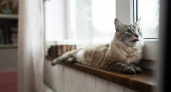 Почему коты залипают на подоконнике: ответ скрывает их дикое прошлое, о котором все позабыли